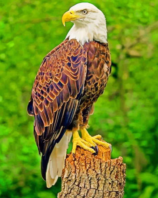 

Southern Bald Eagle – Paint By Numbers - 40*50CM, 501 Original