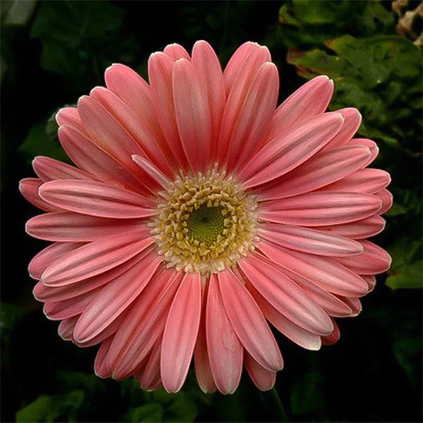Peach pink gerbera flower seeds, sunflower