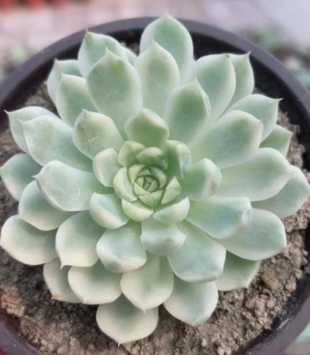 plant Aeonium Echeveria Haworthia  Caudex  Lithops Cactus  Agave 