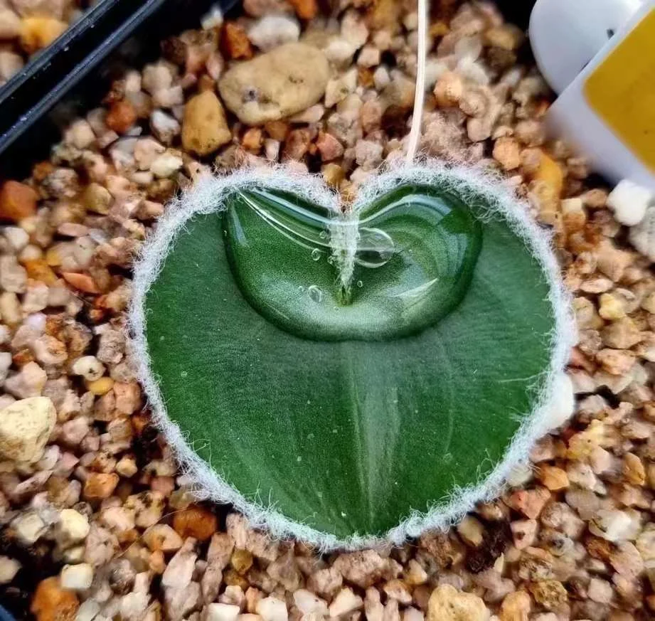 794.  Eriospermumlani marginatum 2-3cm / Caudex  / Succulent plants / Garden landscape / Carefully select healthy plants