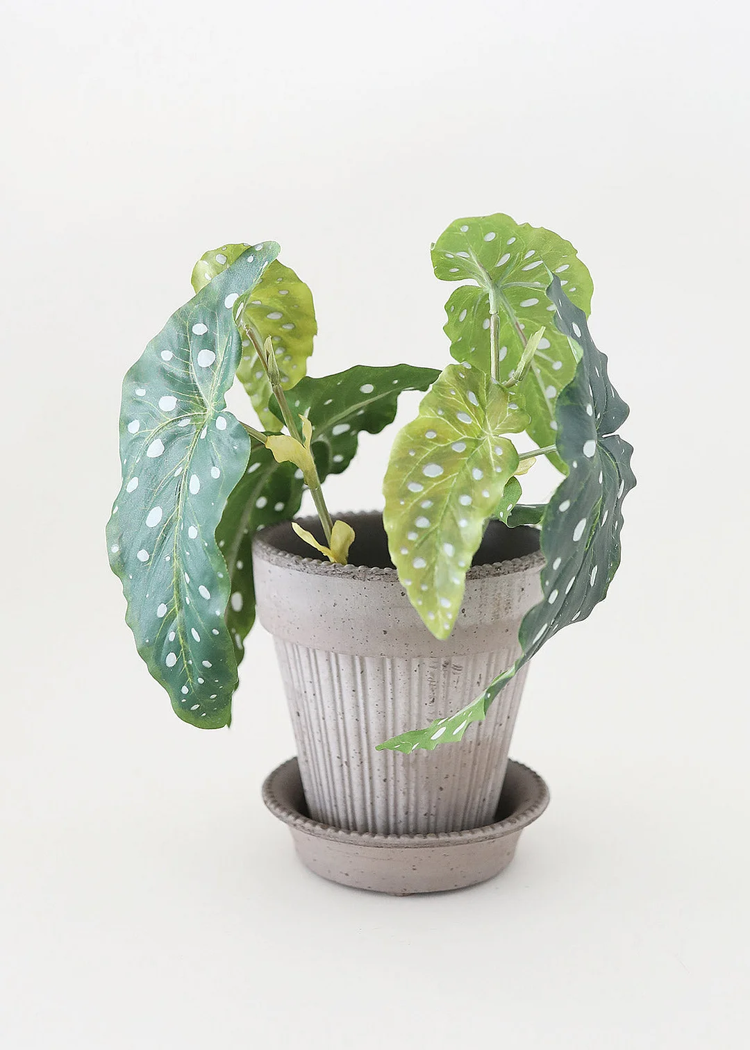 Artificial Angel Wing Begonia Leaf Plant - 12"