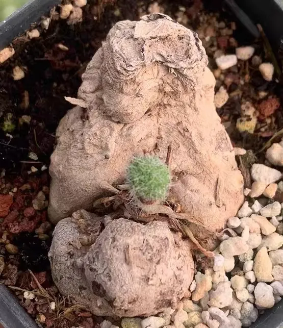plant Aeonium Echeveria Haworthia  Caudex  Lithops Cactus  Agave 