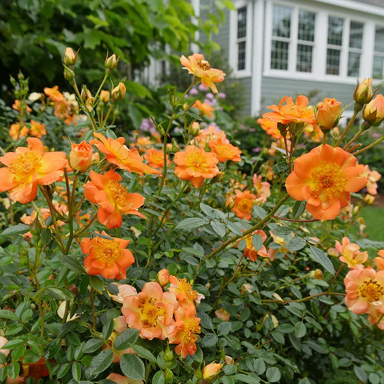 Oso Easy Paprika® Rose