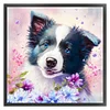 Border Collie Dog-11CT Stamped Cross Stitch 40*40cm