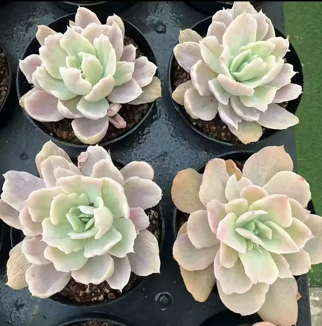 plant Aeonium Echeveria Haworthia  Caudex  Lithops Cactus  Agave 