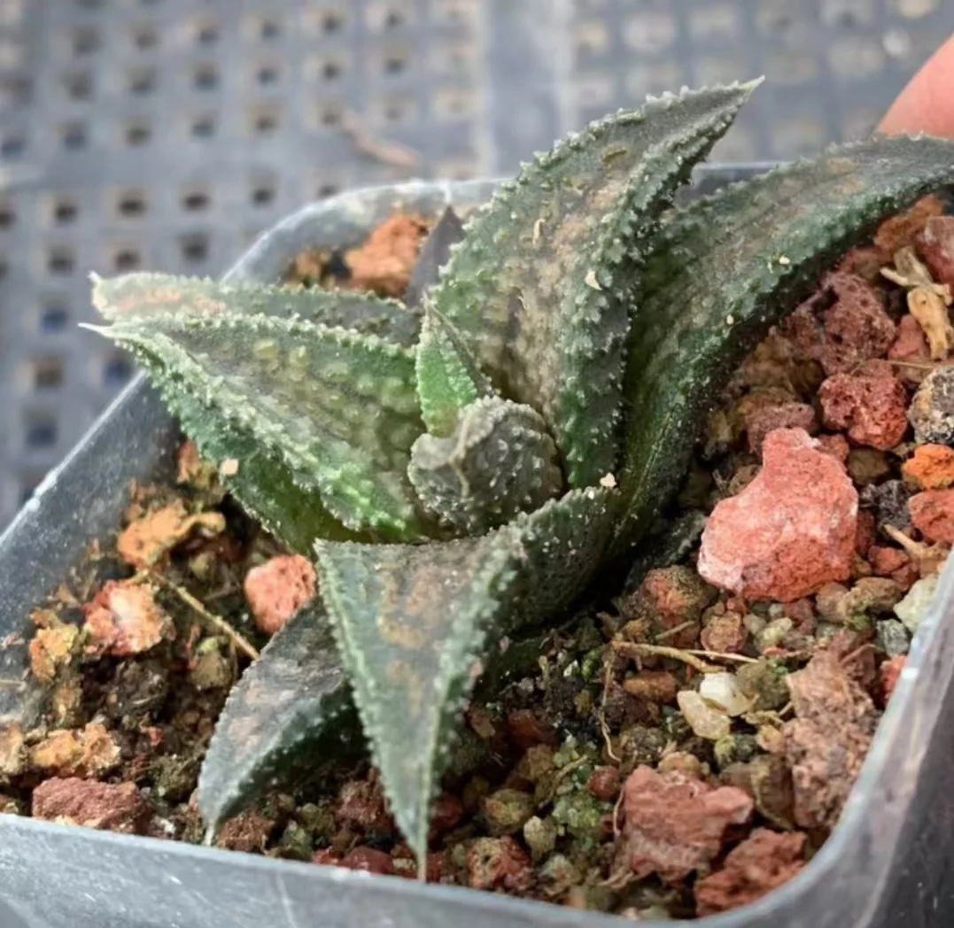 plant Aeonium Echeveria Haworthia  Caudex  Lithops Cactus  Agave 