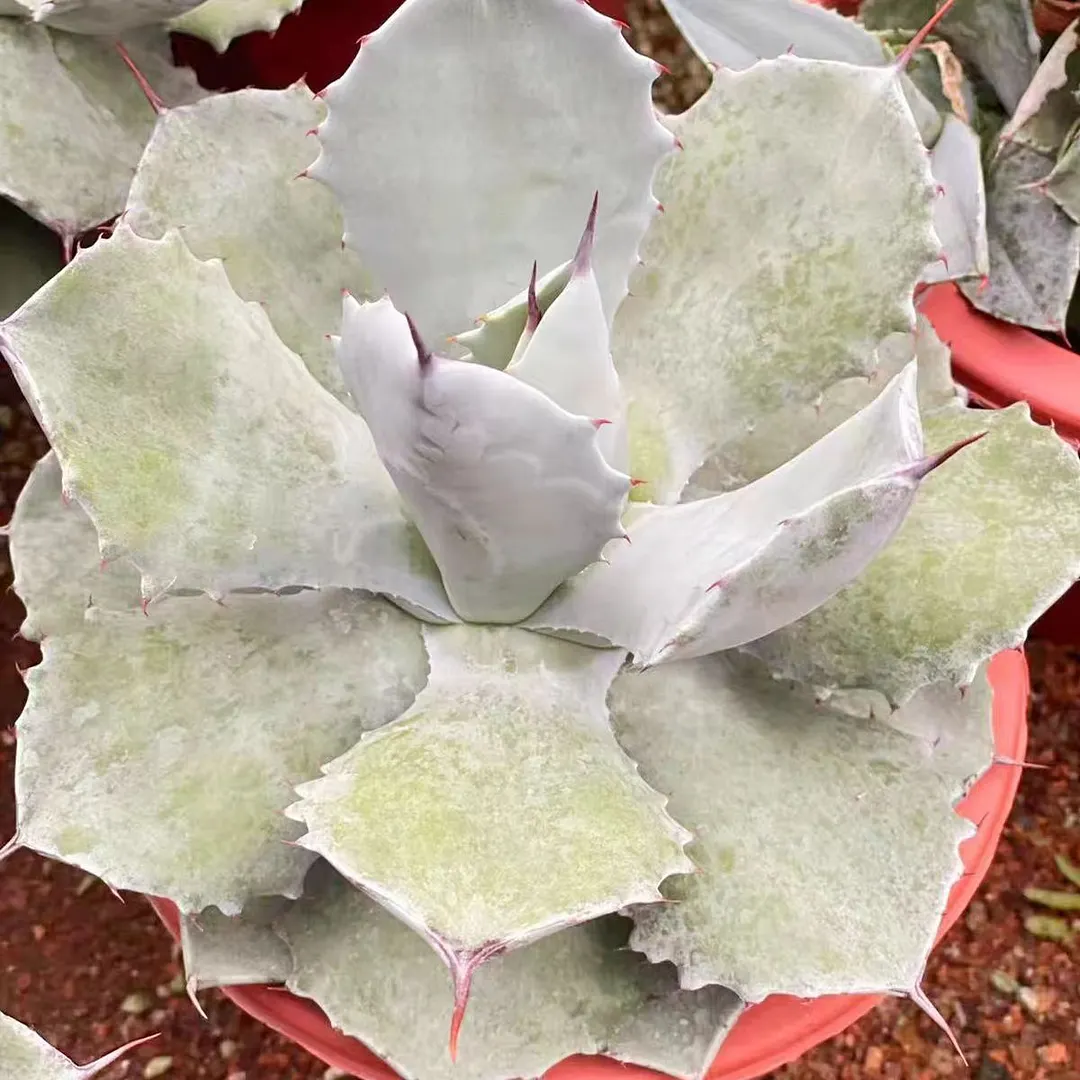 plant Aeonium Echeveria Haworthia  Caudex  Lithops Cactus  Agave 