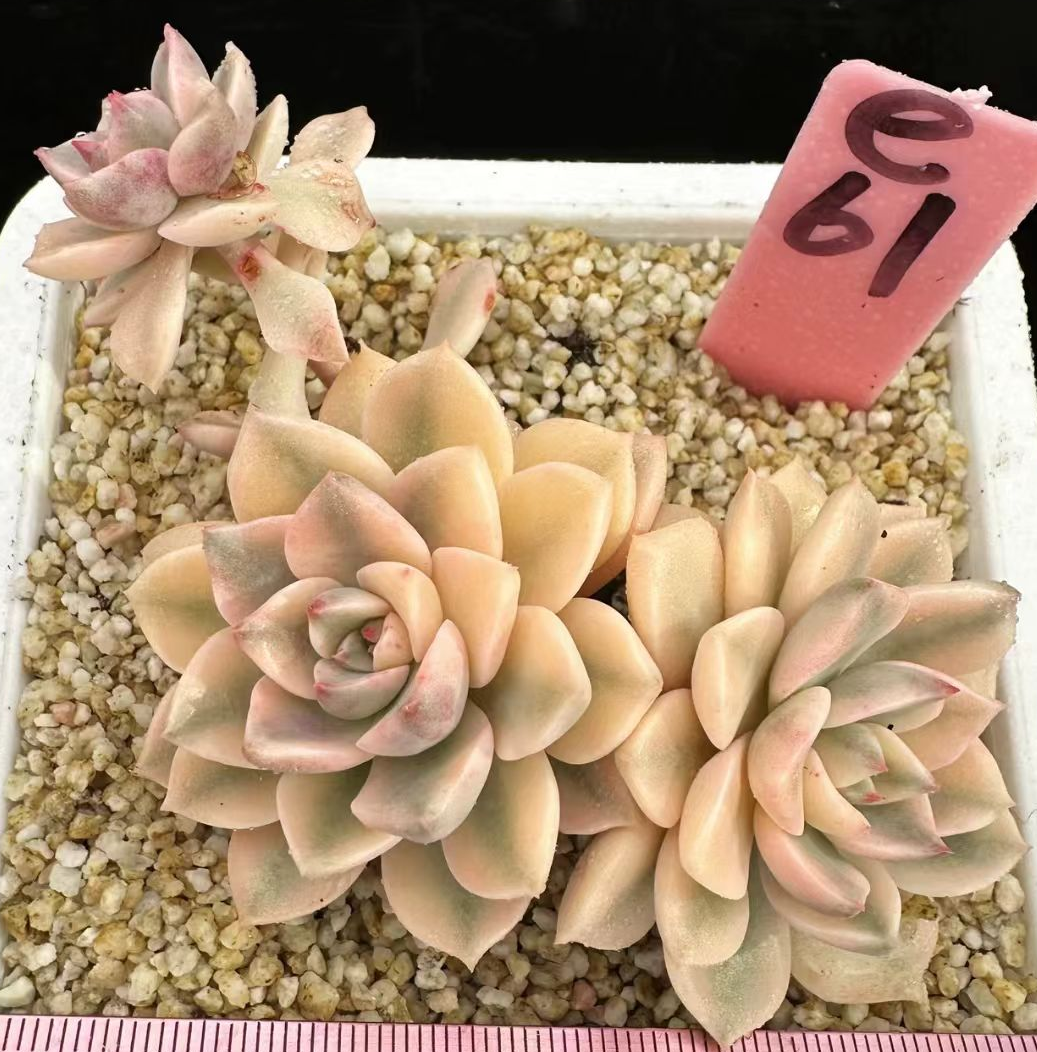 plant Aeonium Echeveria Haworthia  Caudex  Lithops Cactus  Agave 