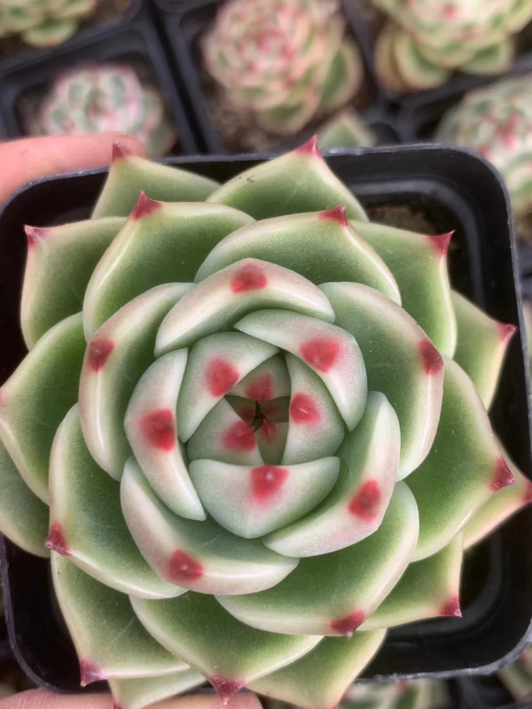 plant Aeonium Echeveria Haworthia  Caudex  Lithops Cactus  Agave 