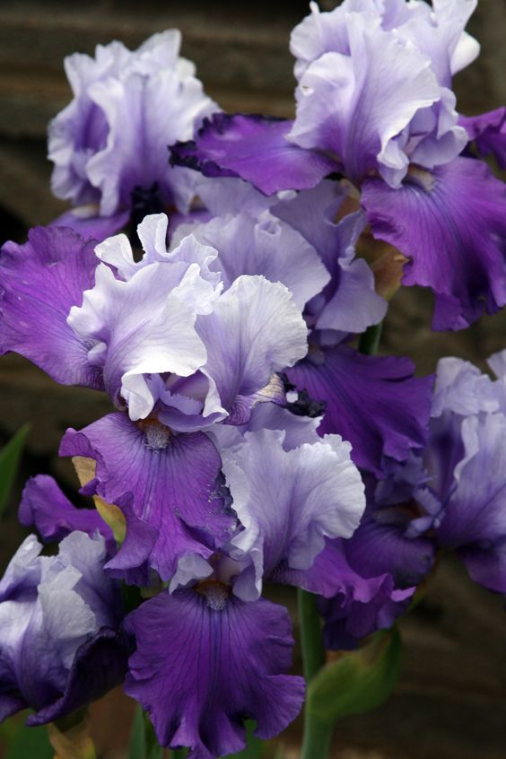 Purple Iris Seeds