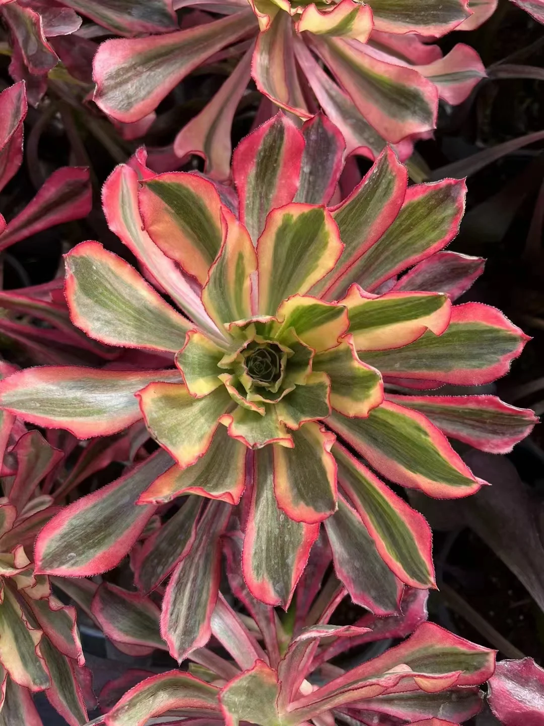 plant Aeonium Echeveria Haworthia  Caudex  Lithops Cactus  Agave 