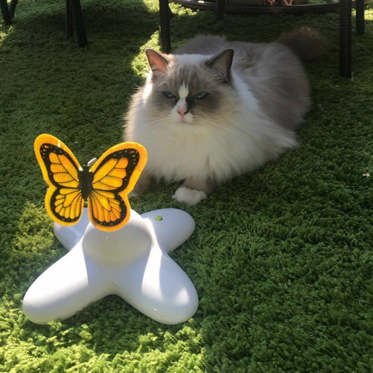 Fluttering Butterfly Automatic Interactive Cat Toy 1