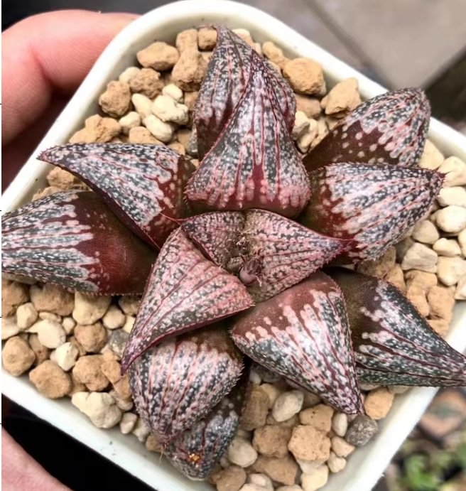 896.   Pattaya   7-8cm / Haworthia/ Succulent plants / Garden landscape / Carefully select healthy plants