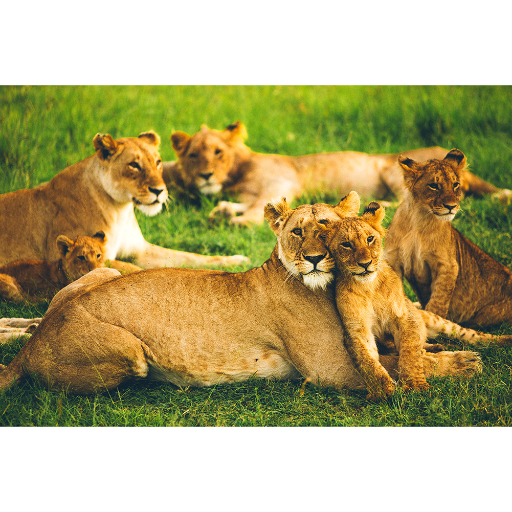 

Tiger Family - 1000 Pieces Jigsaw Puzzle, 501 Original