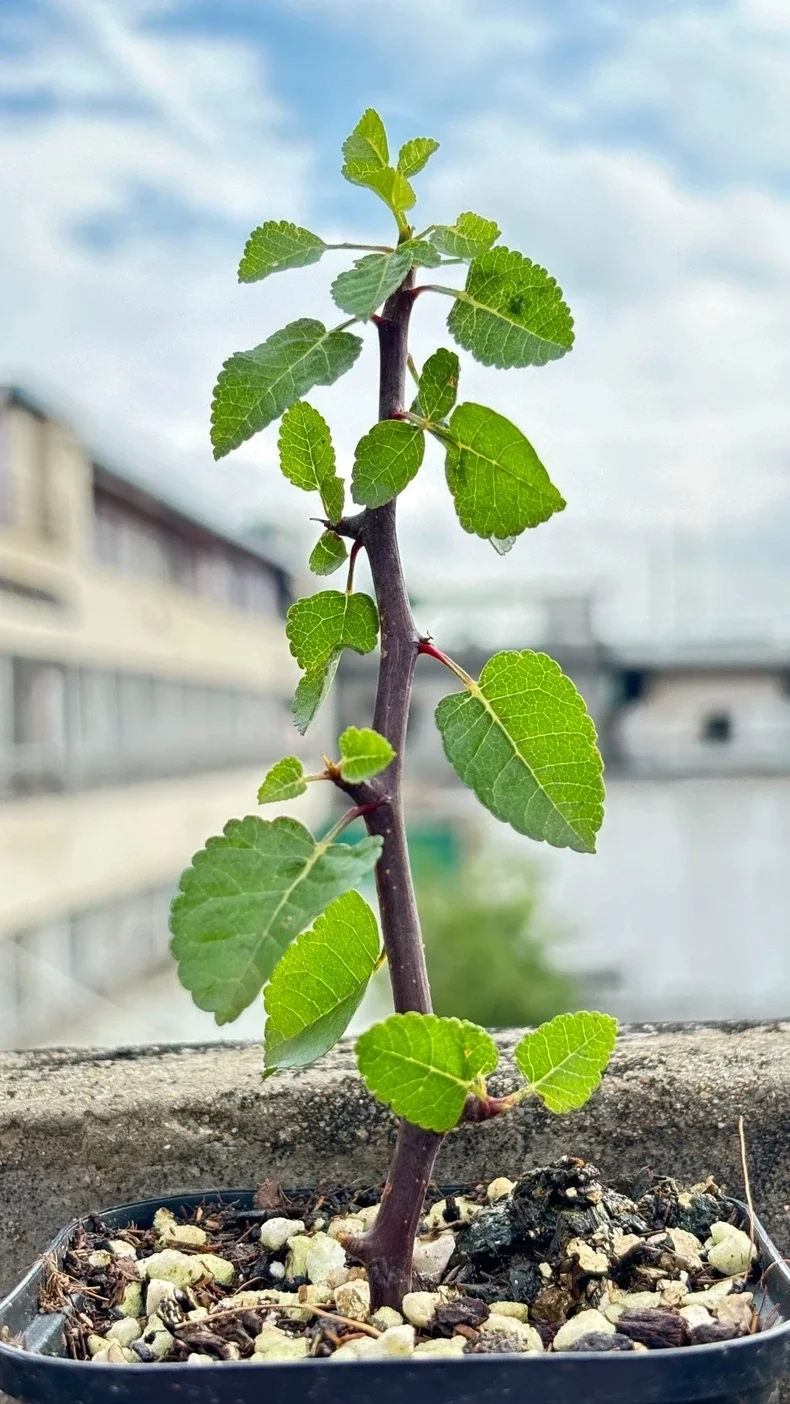 plant Aeonium Echeveria Haworthia  Caudex  Lithops Cactus  Agave 