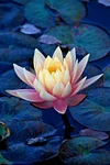 10 Pcs/ Bag Lotus Flower Mini Lotus Bonsai Aquatic Plants Bowl Lotus Water Lily Flores Perennial Plant For Home & Garden Decor