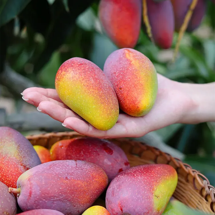 🌴 Silky-Sweet & Juicy Mango Tree Seeds &ndash; Tropical Flavor at Home 🌴