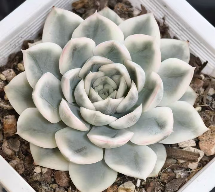 497.Echeveria  Moon fairy var. single head 4-5cm / Echeveria/ Succulent plants / Garden landscape / Carefully select healthy plants