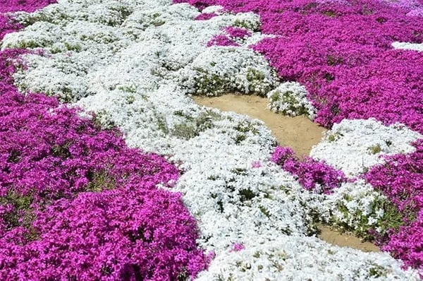 📣Optimal Ground Cover✨Creeping Thyme Seeds