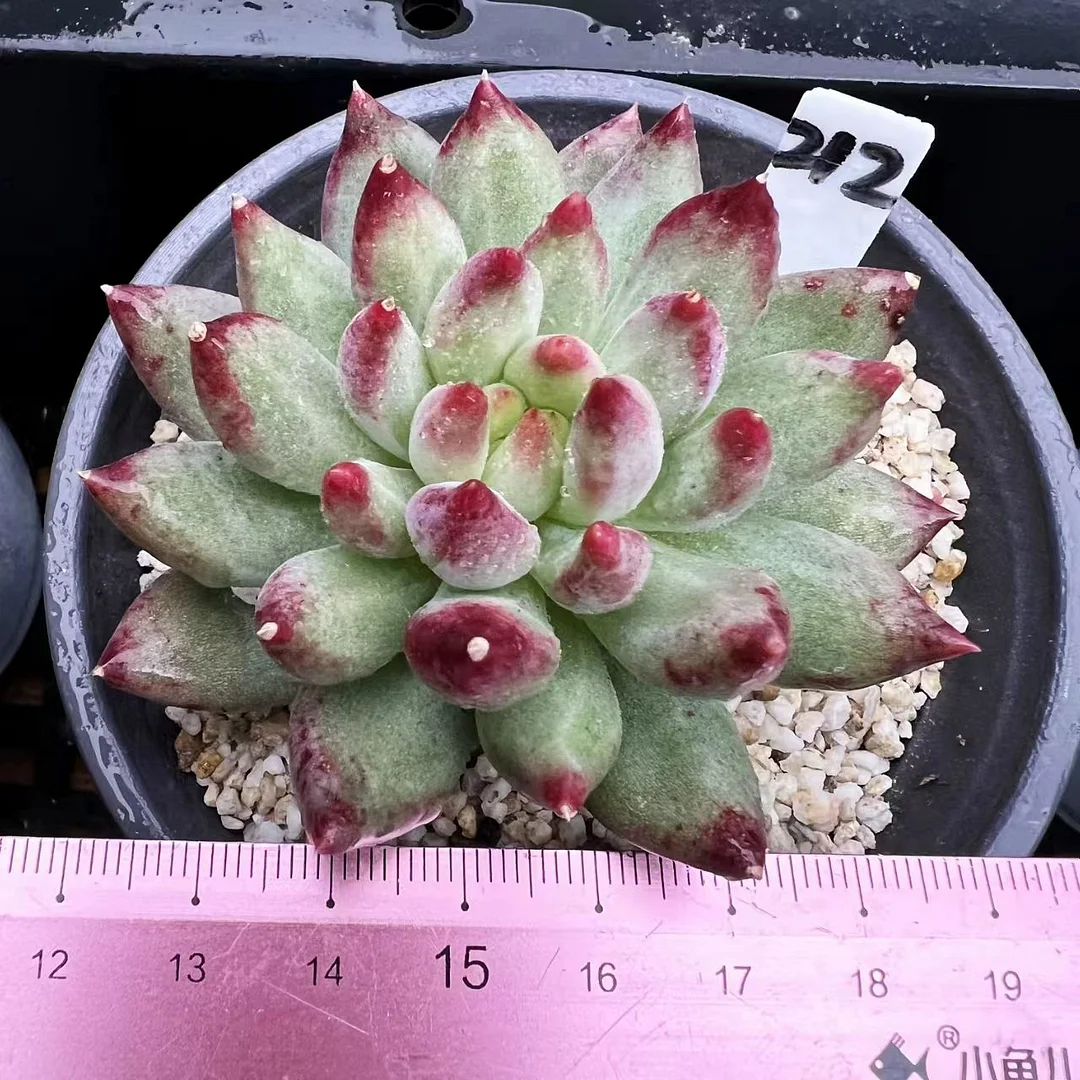 plant Aeonium Echeveria Haworthia  Caudex  Lithops Cactus  Agave 