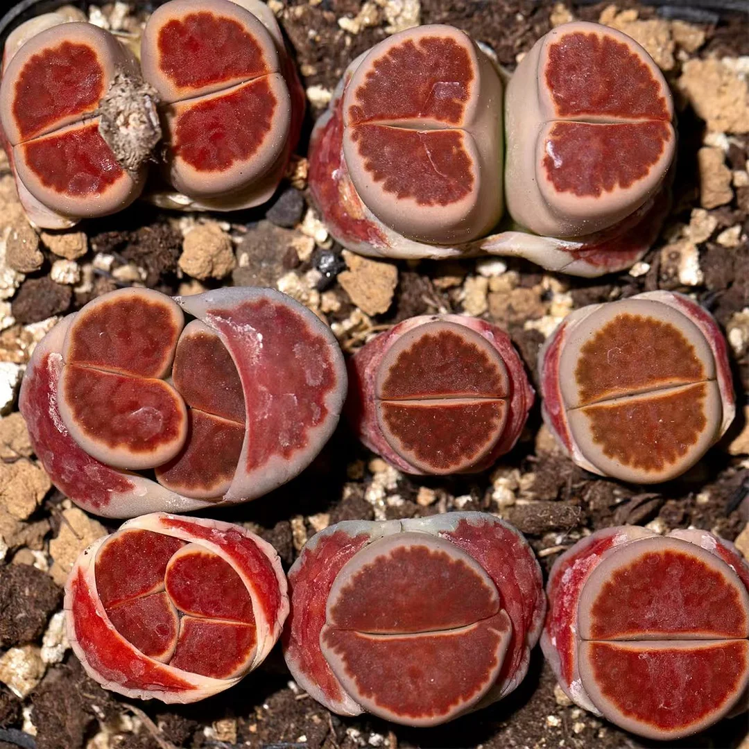 plant Aeonium Echeveria Haworthia  Caudex  Lithops Cactus  Agave 