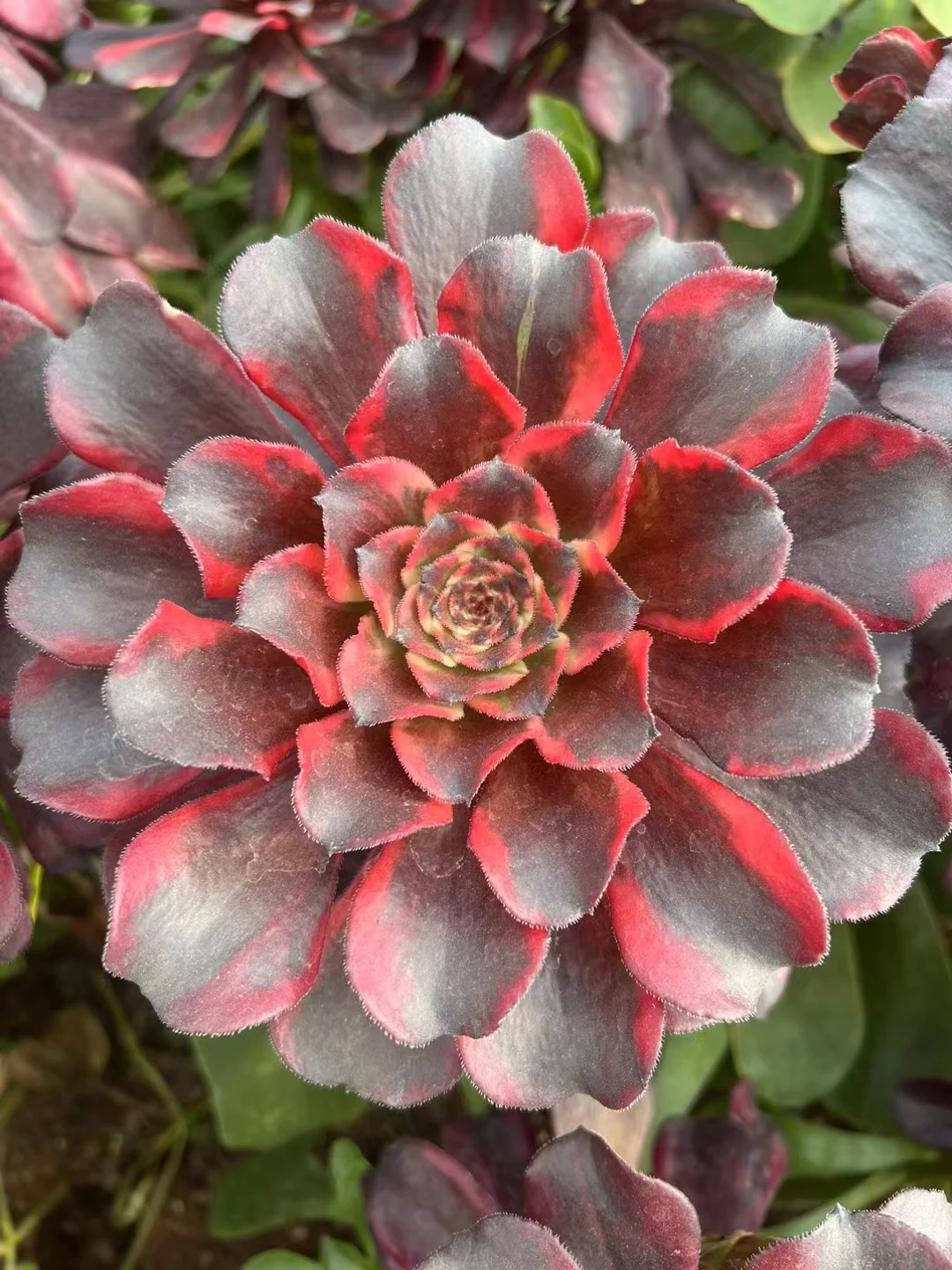 plant Aeonium Echeveria Haworthia  Caudex  Lithops Cactus  Agave 