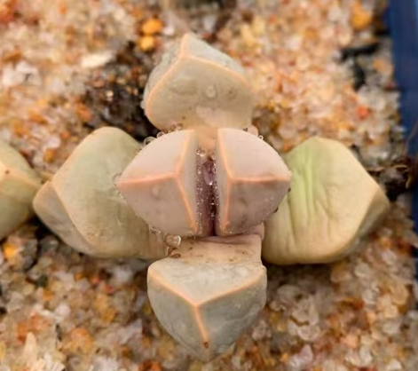 1054. Lapidaria margaretae single head/Lithops and Conophytum/Succulent plants / Garden landscape / Carefully select healthy plants