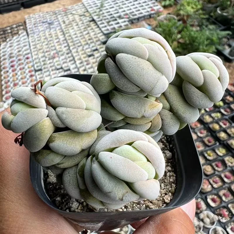 plant Aeonium Echeveria Haworthia  Caudex  Lithops Cactus  Agave 