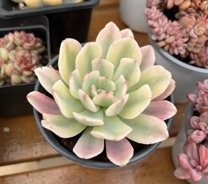 plant Aeonium Echeveria Haworthia  Caudex  Lithops Cactus  Agave 