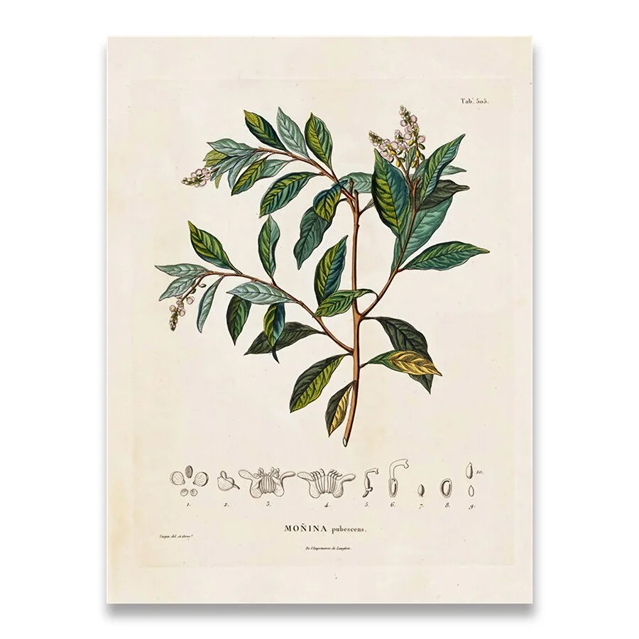 Botanical Studies Vintage Posters and Prints Antique French Plant Illustrations Canvas Painting Botany Wall Art Pictures Decor