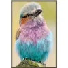 Color bird | Full Round Diamond Painting Kits