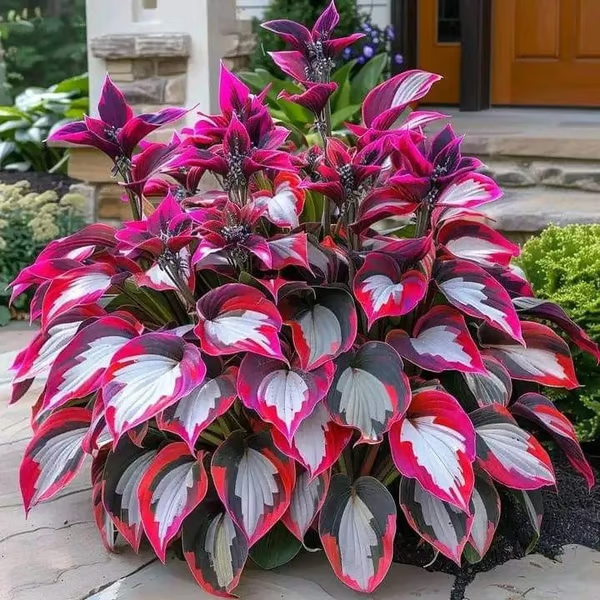 🔥🔥Last day clearance🔥Premium Rare Hosta Seeds🌿Shade-Tolerant Plant