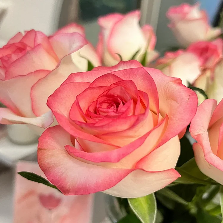 Elsa Pink Rose🌹Flower Seeds