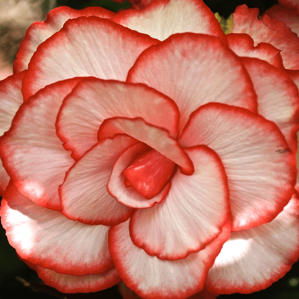 White-Red Begonia Flower Seeds 100 Seeds