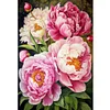 (Big Size)Peony - 11CT Stamped Cross Stitch - 40*60cm - Flower