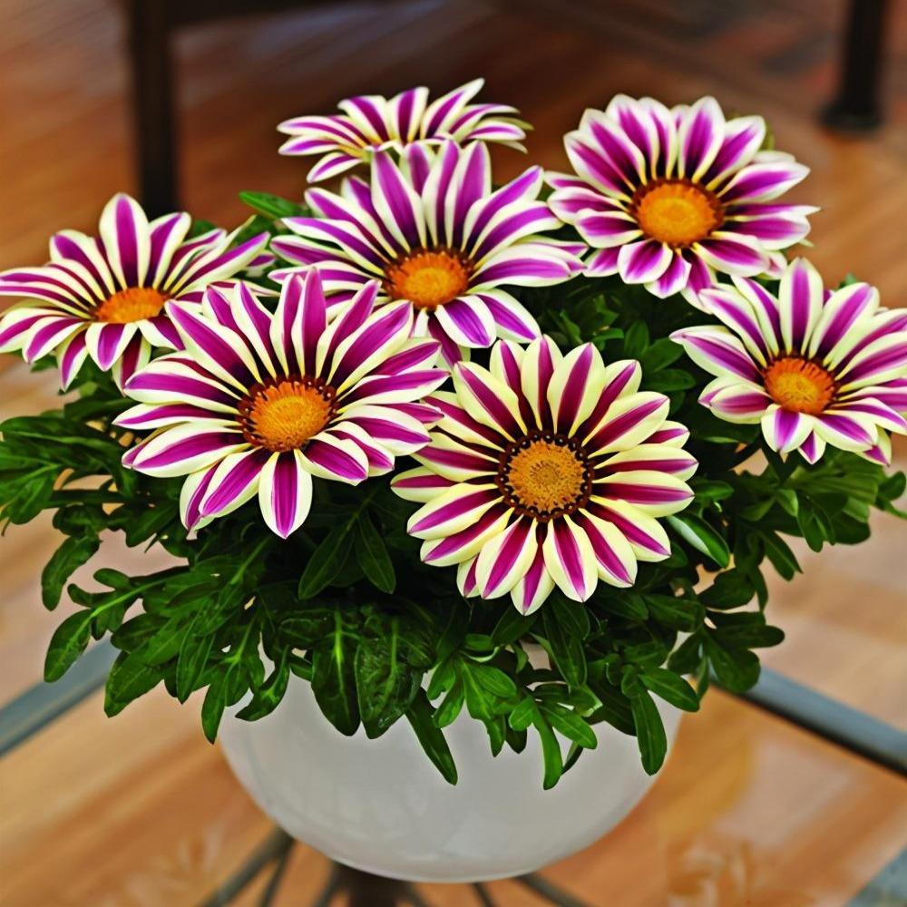 African Daisy Flowers Gazania 50 Seeds