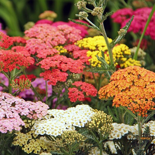 JONY PARK Yarrow Flower Seeds Perennial Heirloom Seeds 4.99