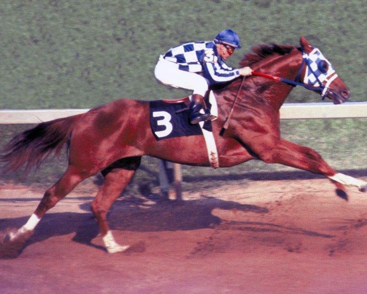 SECRETARIAT 1973 Champion Triple Crown Horse Racing 8 x 10 Photo Poster painting Ron Turcotte