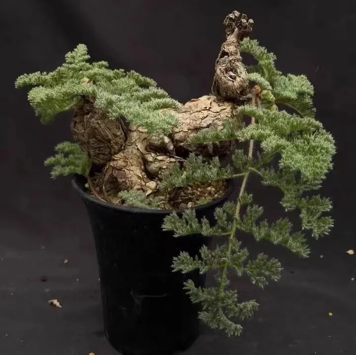 961. Pelargonium triste 0.5-1cm /Caudex/ Succulent plants / Garden landscape / Carefully select healthy plants