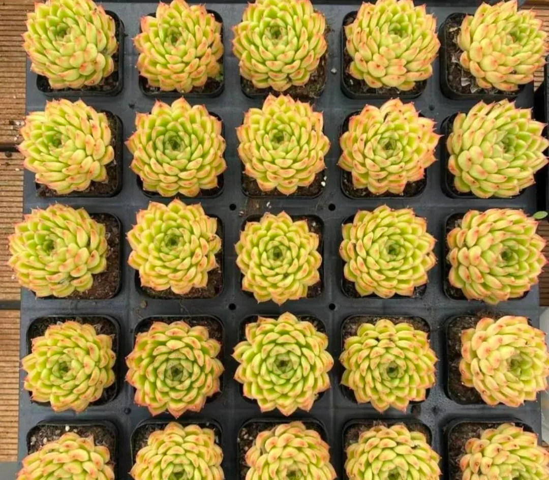 plant Aeonium Echeveria Haworthia  Caudex  Lithops Cactus  Agave 