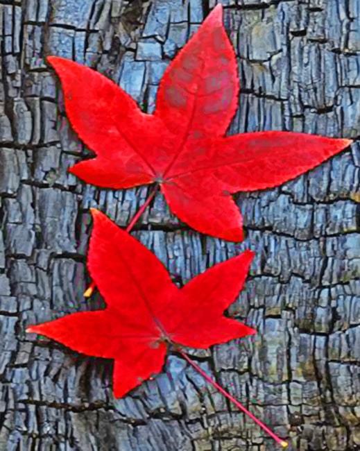 

Fall Leaves – Paint By Numbers - 40*50CM, 501 Original