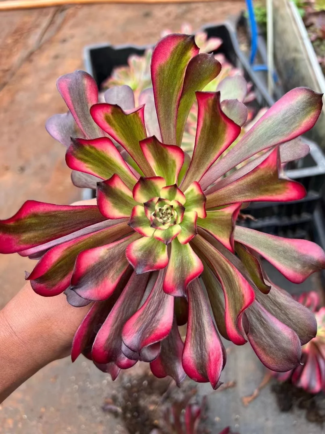 plant Aeonium Echeveria Haworthia  Caudex  Lithops Cactus  Agave 