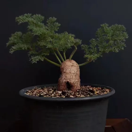 plant Aeonium Echeveria Haworthia  Caudex  Lithops Cactus  Agave 