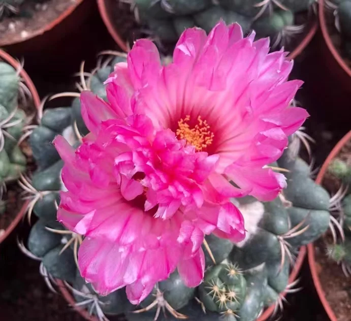636.  Coryphantha andreae has roots  4-5cm /Cactus plants /Succulent plants/ Garden landscape / Carefully select healthy plants