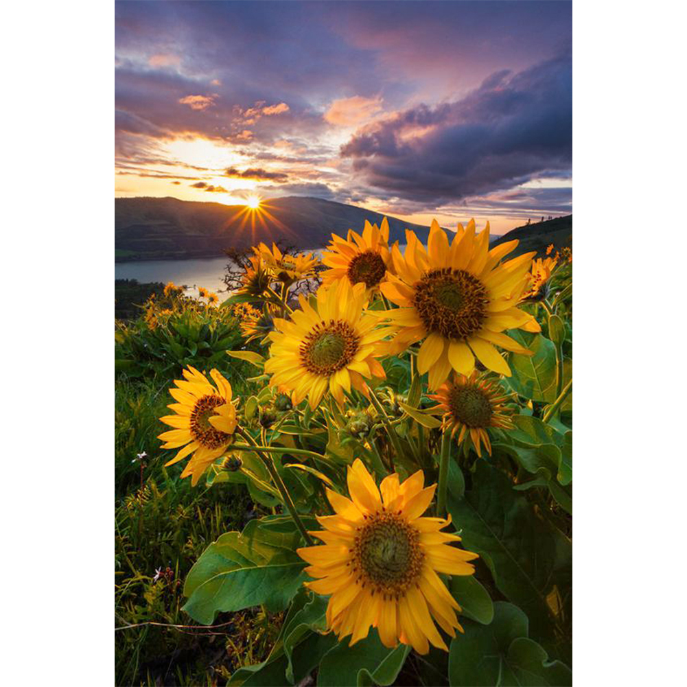 Diamond Painting - Full Round - Sunflower