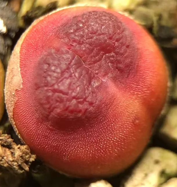 plant Aeonium Echeveria Haworthia  Caudex  Lithops Cactus  Agave 