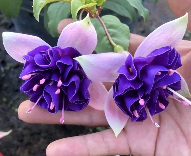 Rare White Lantern Flower with Double Purple Core