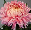 500 Pcs Double Cosmos Perennial Flower Bonsai Chrysanthemum Plant Garden balcony ornamental plants Easy To Grow