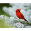 Red Bird   | Full Round Diamond Painting Kits