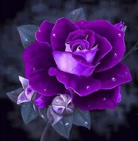 Rare purple dragon rose seeds